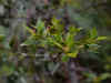 tasmanijan02-10.jpg (118720 oCg)