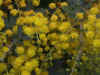 cavershamflowers-01.jpg (100006 oCg)