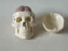 skull-2.jpg (44642 バイト)