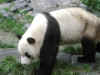 Panda-02.jpg (101289 oCg)
