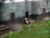 Panda-08.jpg (122330 oCg)