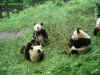 Panda-09.jpg (147010 oCg)