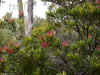 tasmanijan02-07.jpg (306305 oCg)