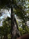 tasmanijan02-21.jpg (545592 oCg)